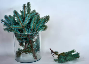 petites branches de sapin dans un verre simple transparent sur fond neutre blanc