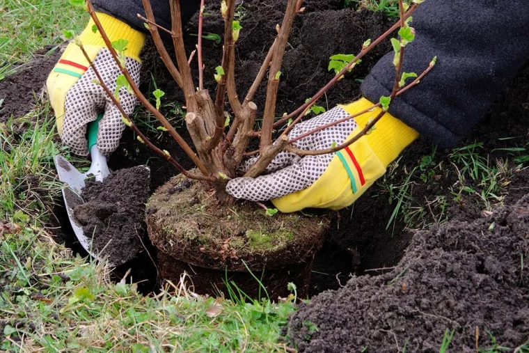 peut on planter des abustes en automne