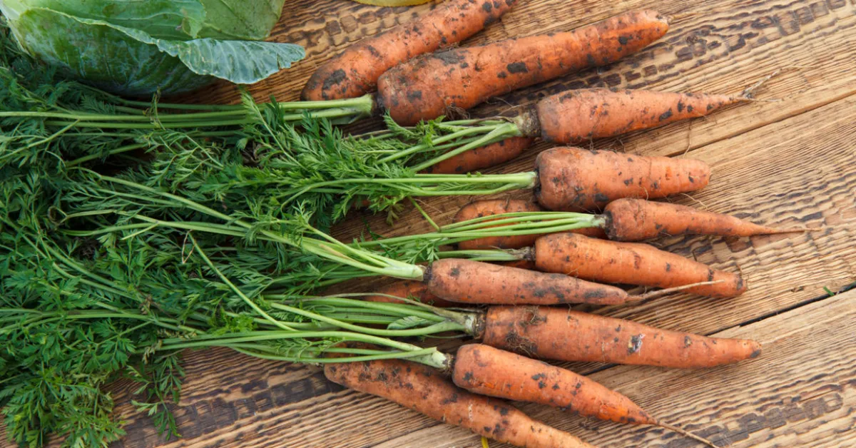 peut on planter les carottes en novembre