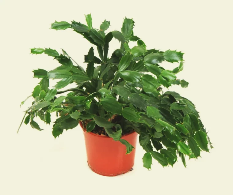 phase de dormance cactus de noel entretien floraison feuilles vertes