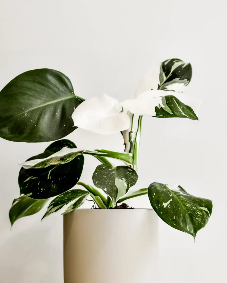 philodendron pot beige ceramique feuillage panache variegata plante