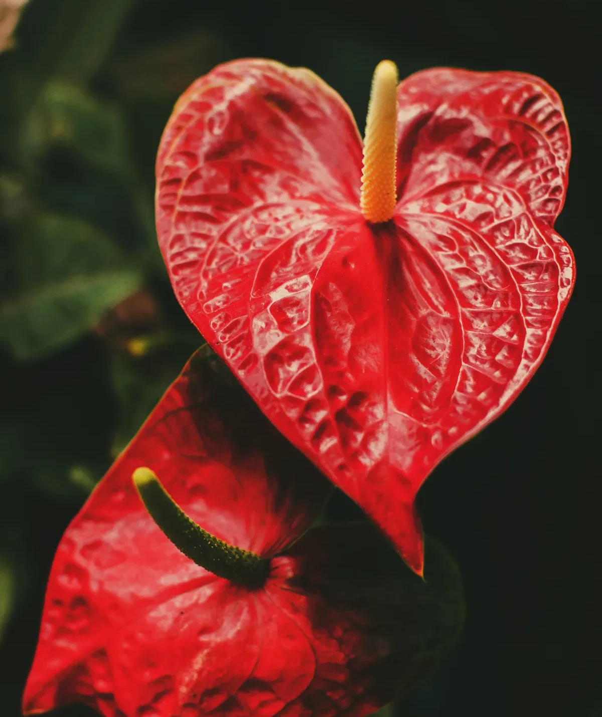 plante anthurium à fleurs rouges idée de fleur d appartement d hiver