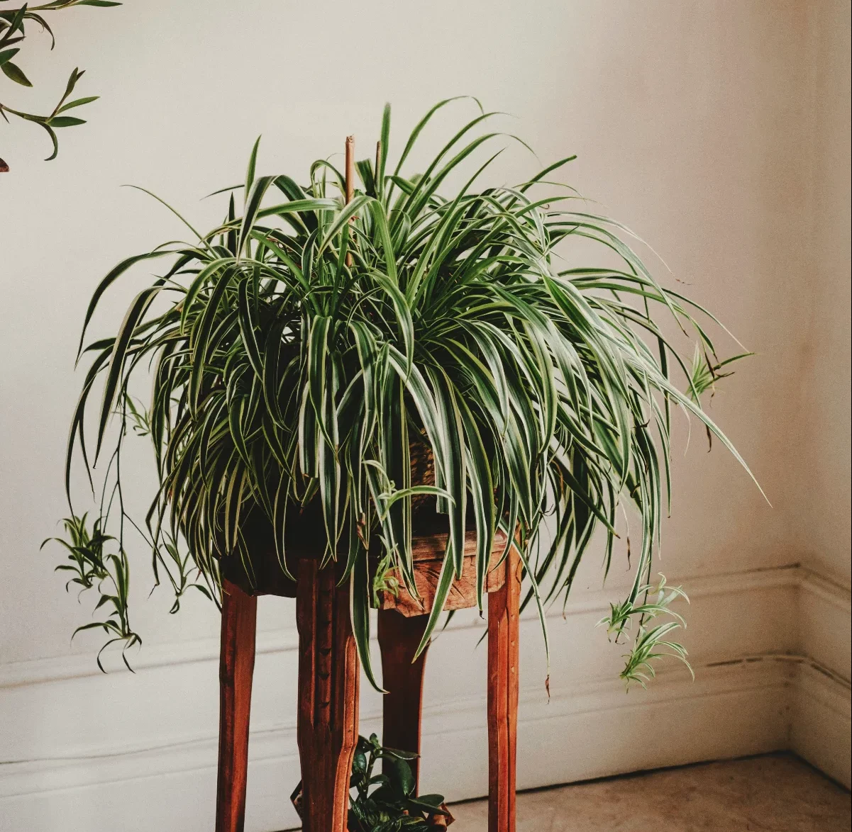 plante araignée idée de plante contre l humidité dans une pièce en pot