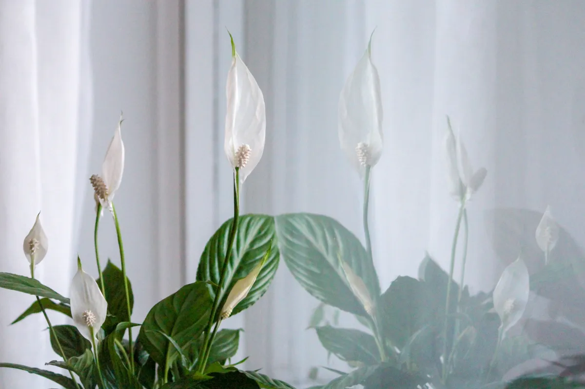plante d interieur fleurie spathiphyllum floraison blanche tiges longues feuilles