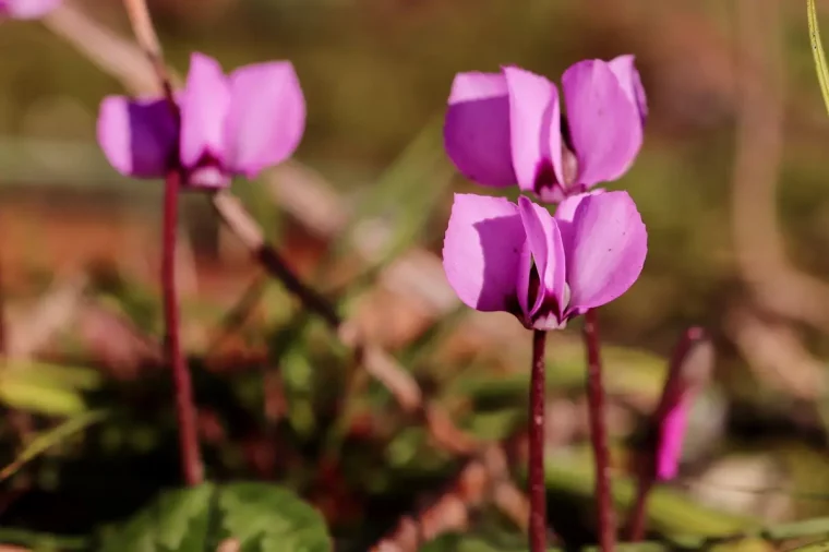 plante d interieur qui fleurit en hiver cyclamen rustique jardin soleil