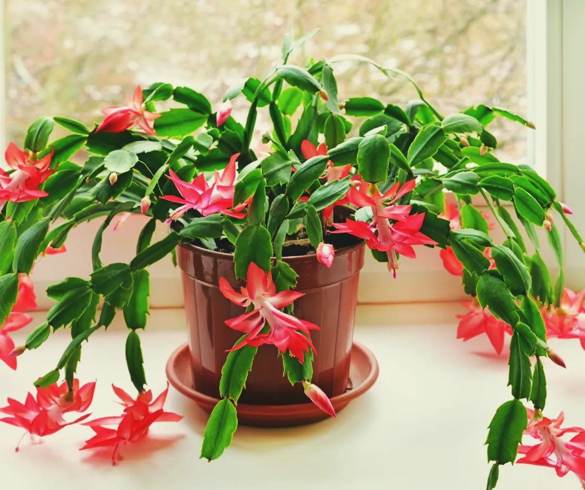 plante floraison hiver plante d intérieur fleur rouge succulent cactus de noel