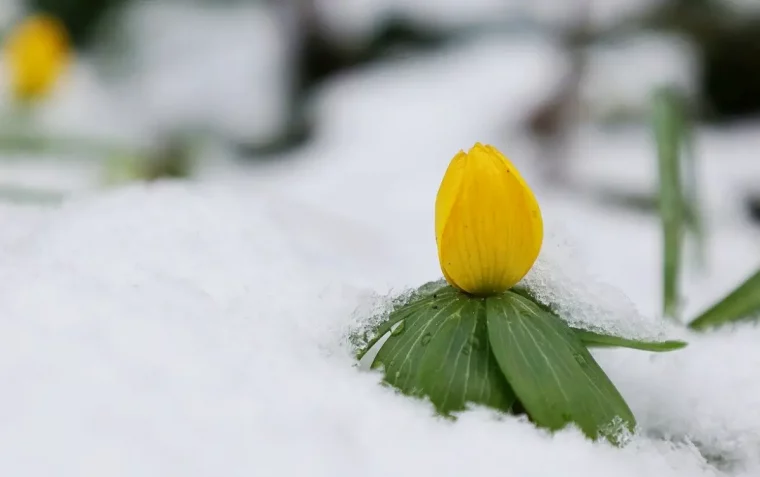 plante qui fleurit en hiver aconit petales jaunes feuilles neige