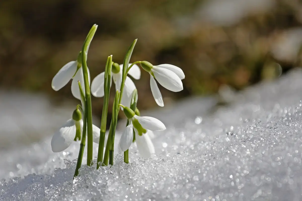 plante qui fleurit en hiver perce neige soleil jardin gel