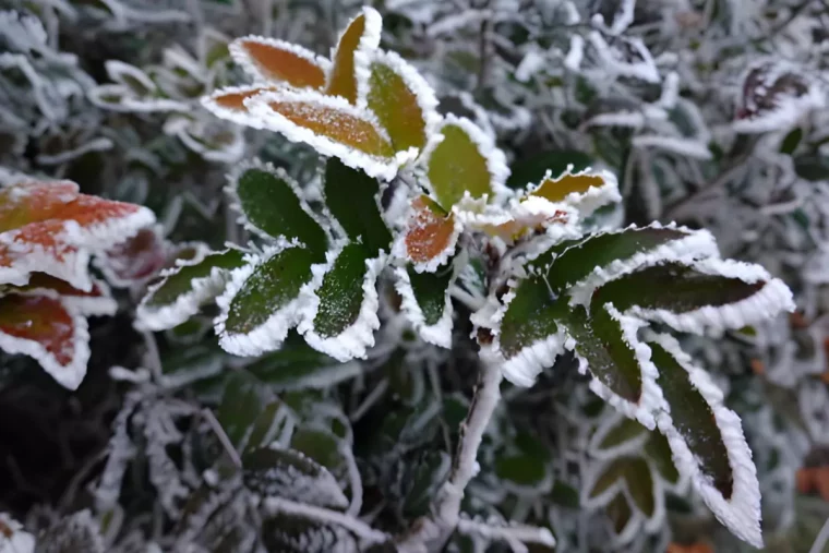 plante verte avec un feuillage gele