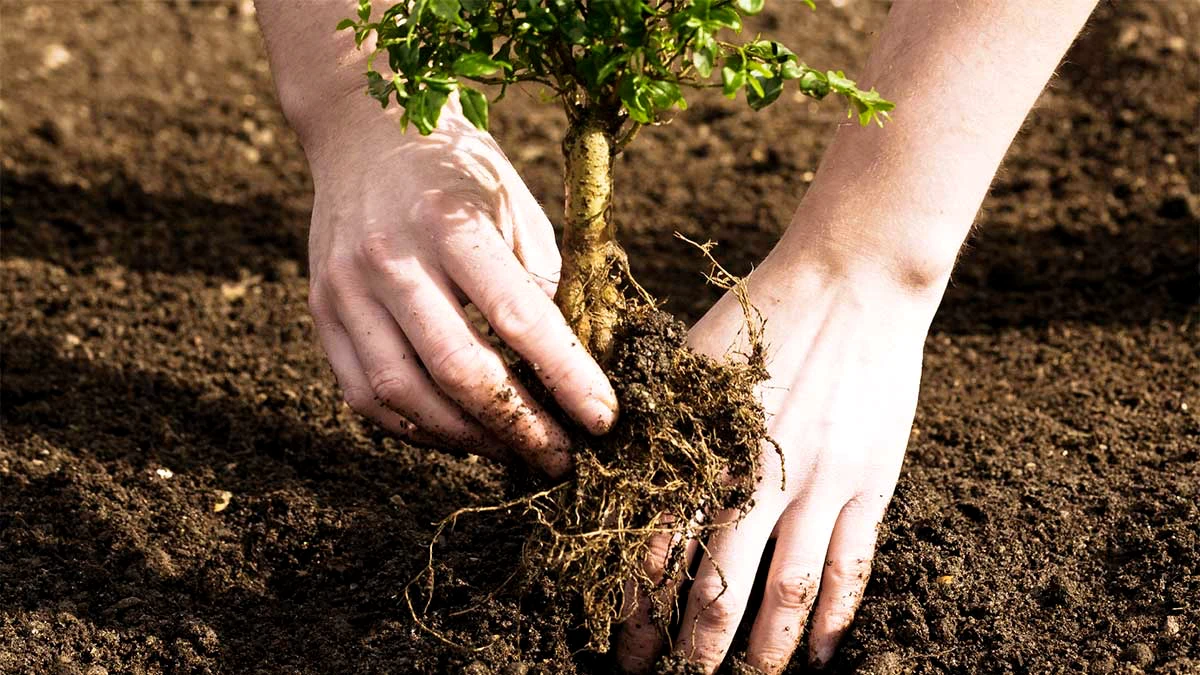 planter des arbres fruitiers en novembre mains homme