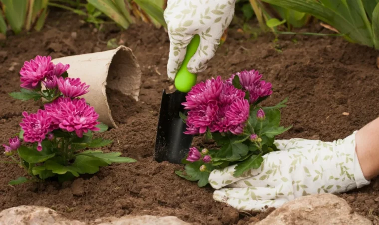 planter un chrysantheme en pleine terre guide complet