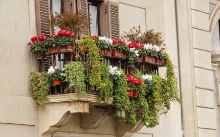 plantes balcon hiver resistantes aux intemperies