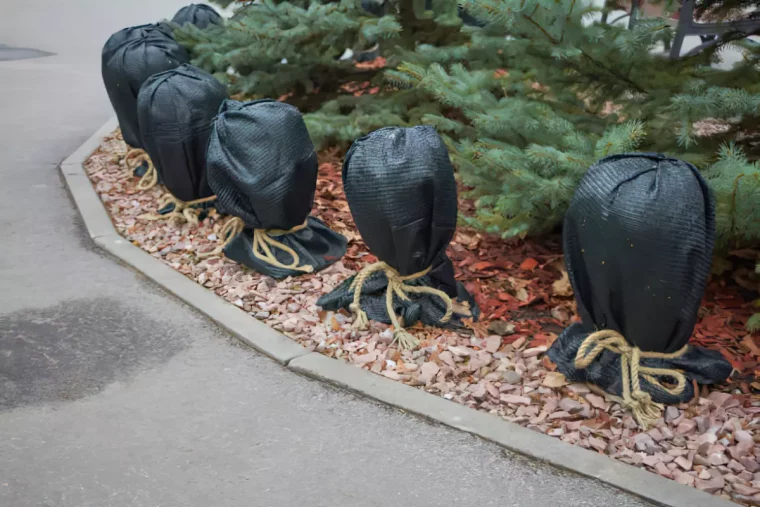 plantes basse dans une allee protegees par des sac noirs et du paillage