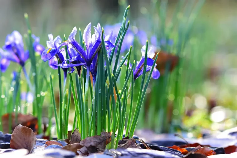 plantes d hiver exterieur variete iris reticule petite taille tiges