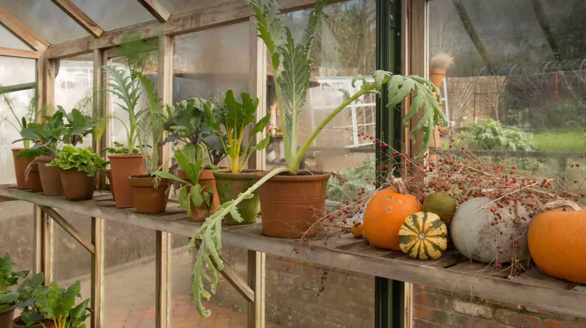 plantes en pot sur une etagere dans une serre avec des citrouilles differentes couleurs
