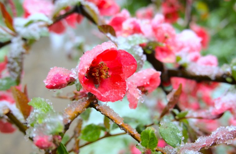 plantes resistantes au froid fleur rouge