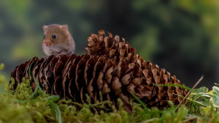 pommes de pin herbe gazon petit souris nature jardin