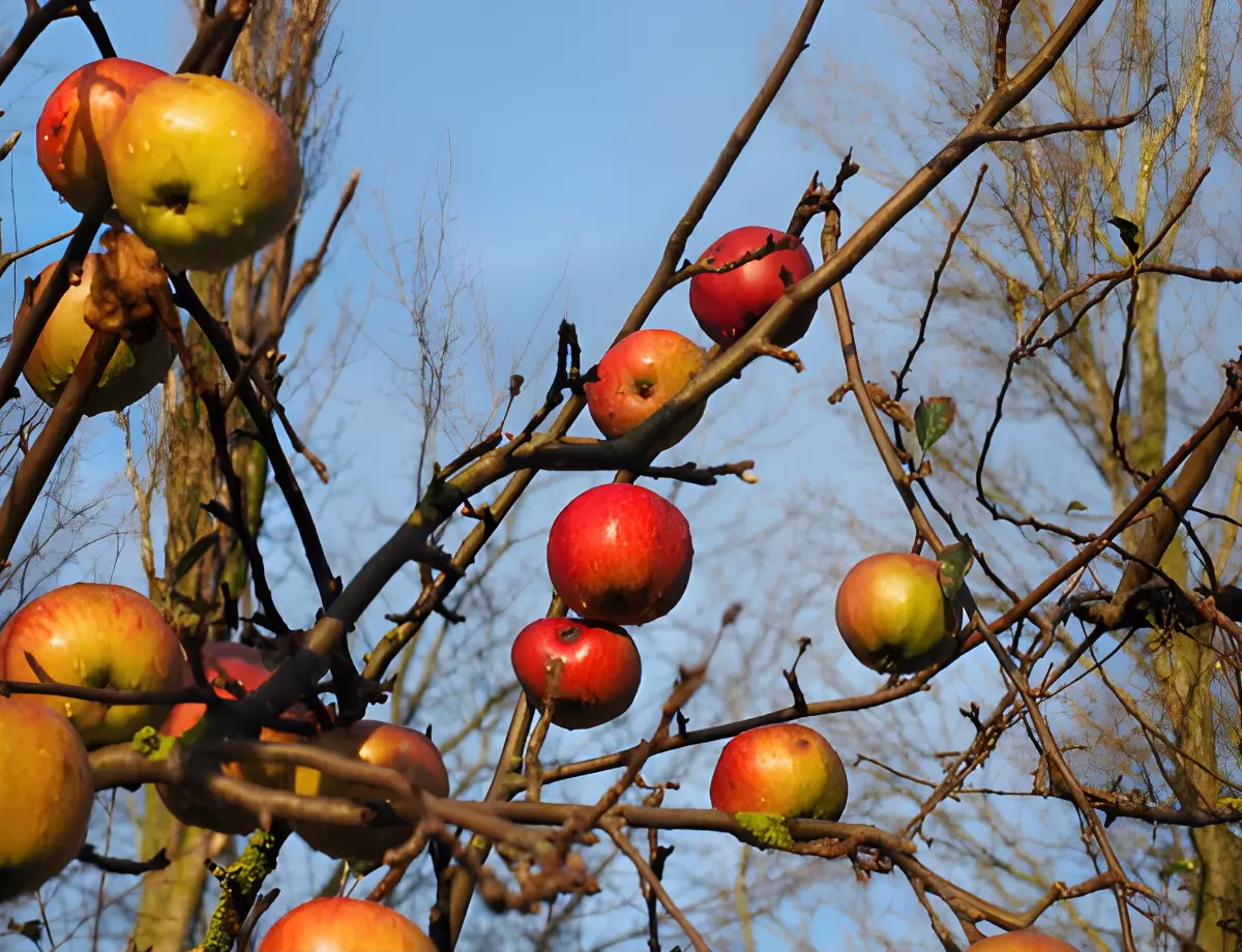 pommier en automne sans feuilles avec des fruits encore sur les branches