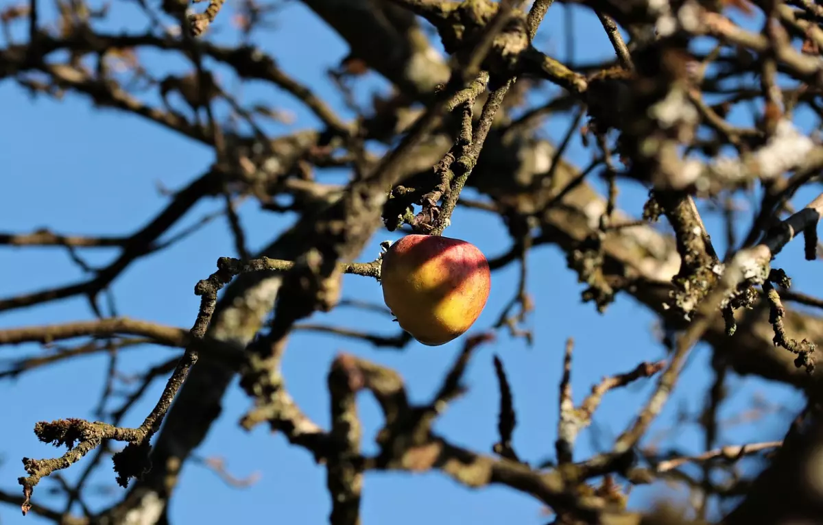 pommier sans feuilles avec une pomme restee sur une branche