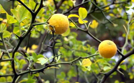 poncirus trifoliata epines arbres fruits jaunes
