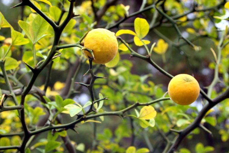 poncirus trifoliata epines arbres fruits jaunes