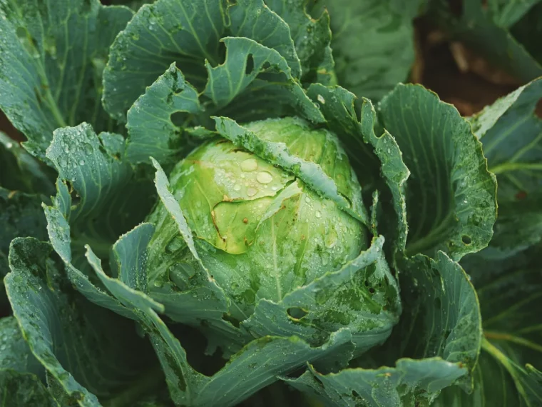 potager en hiver comment hiverner les légumes protections contre le froid