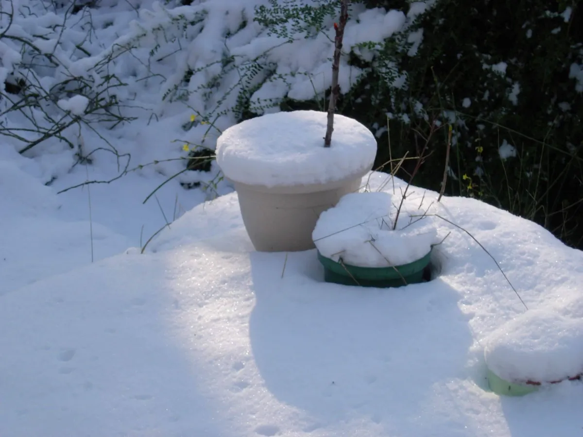 pots enterres dans le sol surface neige reflets lumiere soleil arbre jardin