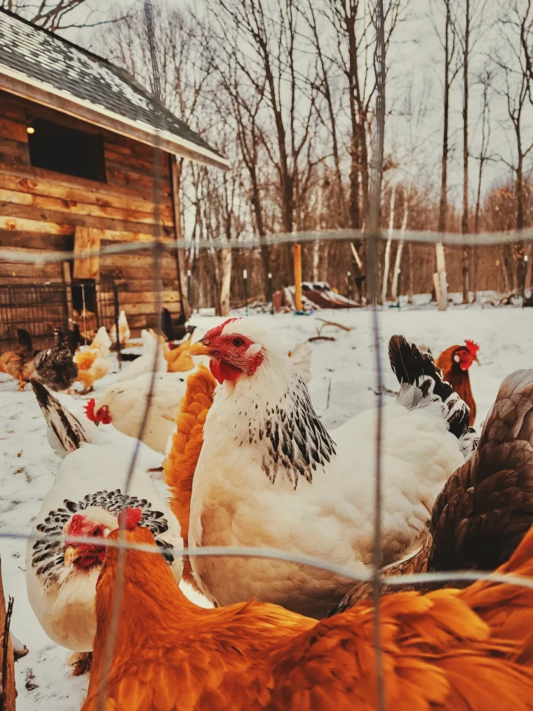 poulailler bien isolé pour faire pondre les poules astuces de génie