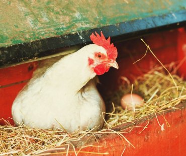 poule pondeuse quel aliment pour faire pondre les poules