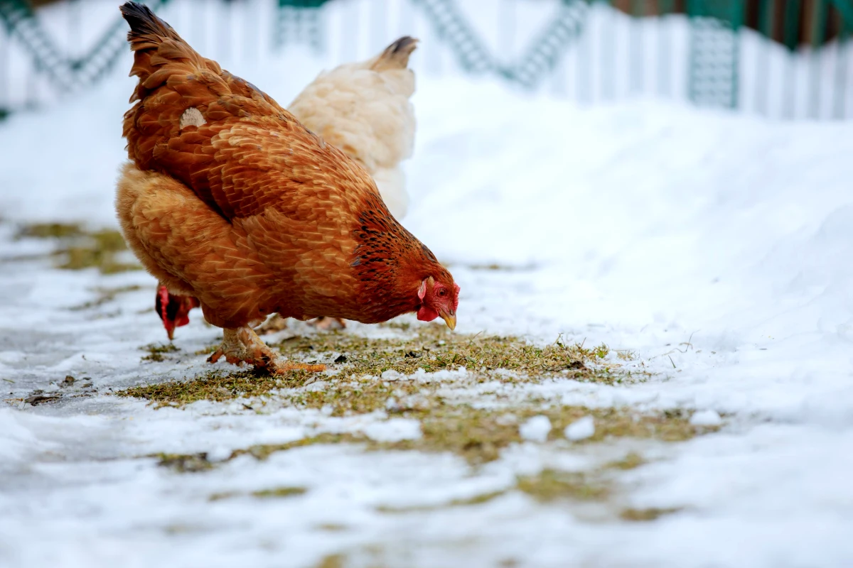 poule rousse en hiver neige