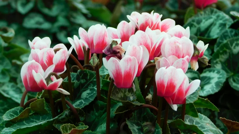 pourquoi les feuilles du cyclamen jaunissent fleurs roses