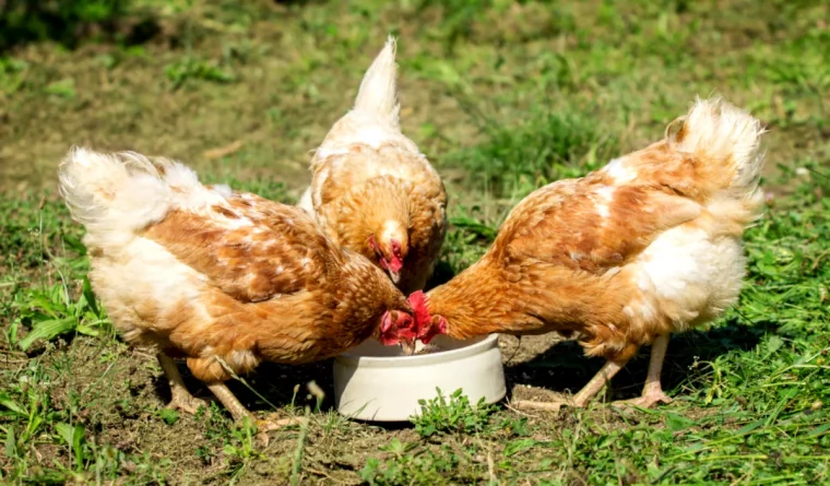 pourquoi ma poule pondeuse ne poond plus cocottes pelouse verte