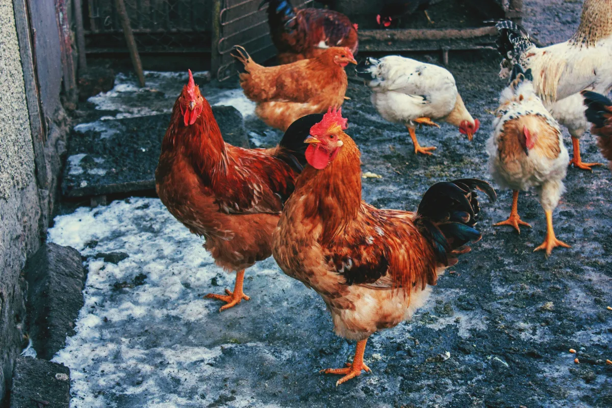 pourquoi mes poules ne pondent plus hiver froid et lumiere