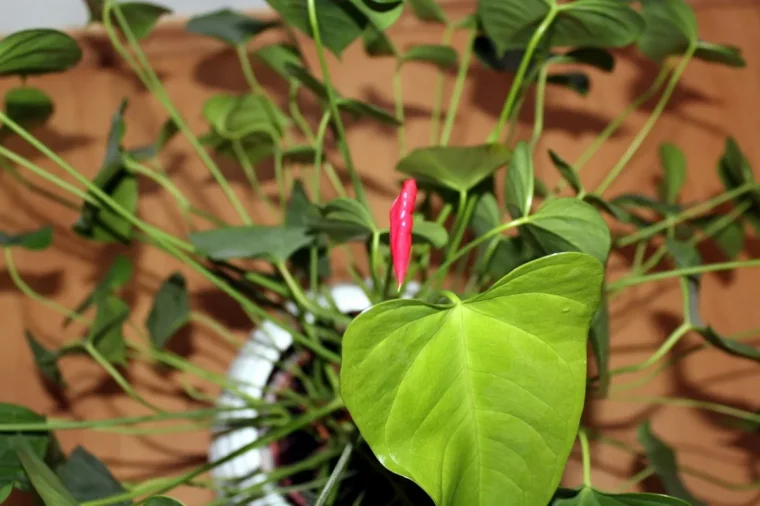 pourquoi mon anthurium ne fleurit pas reponse