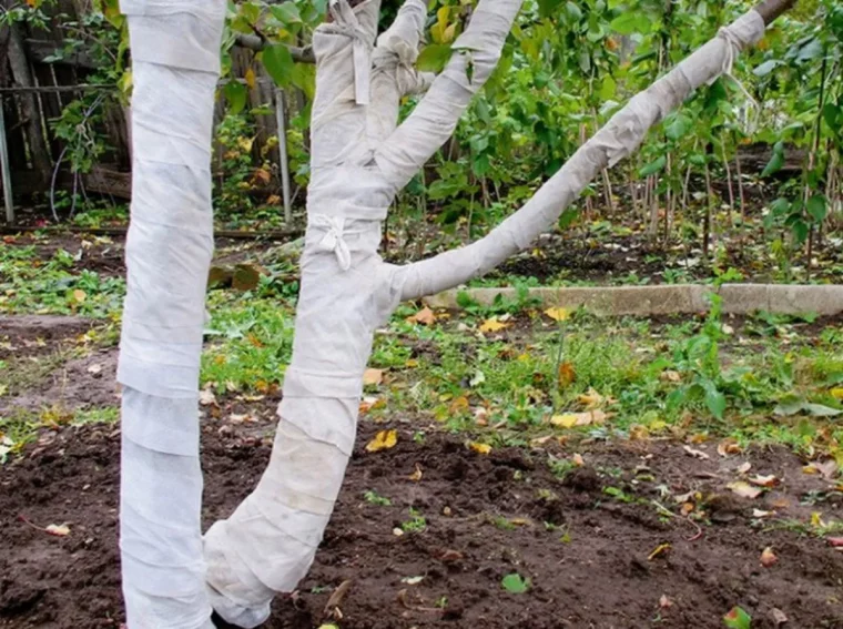 protéger le tronc d'un arbre tronc emballe enblanc