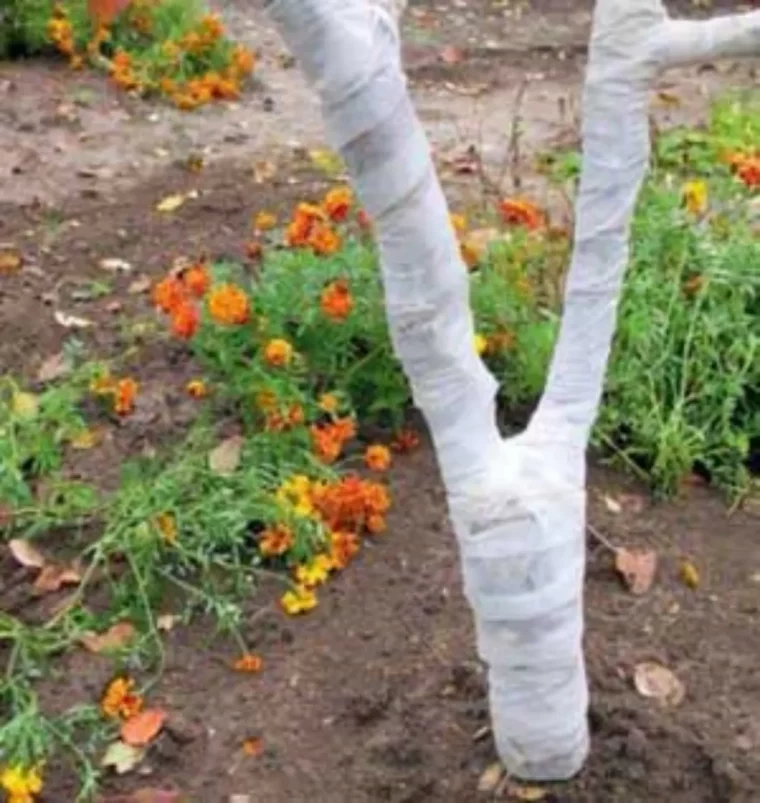 protéger le tronc d'un arbre tronc emballe enblanc