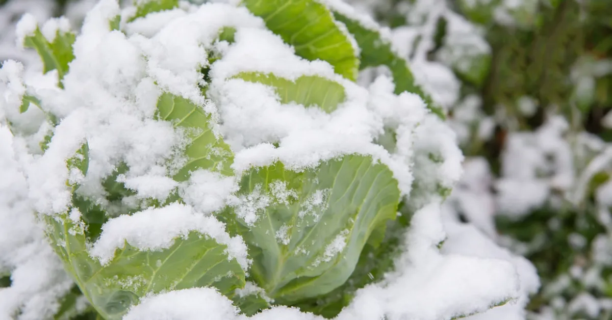 proteger les legumes a recolte tardive du gel