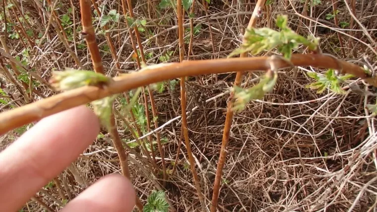 quand couper les framboisiers branche entre deuxdoigts