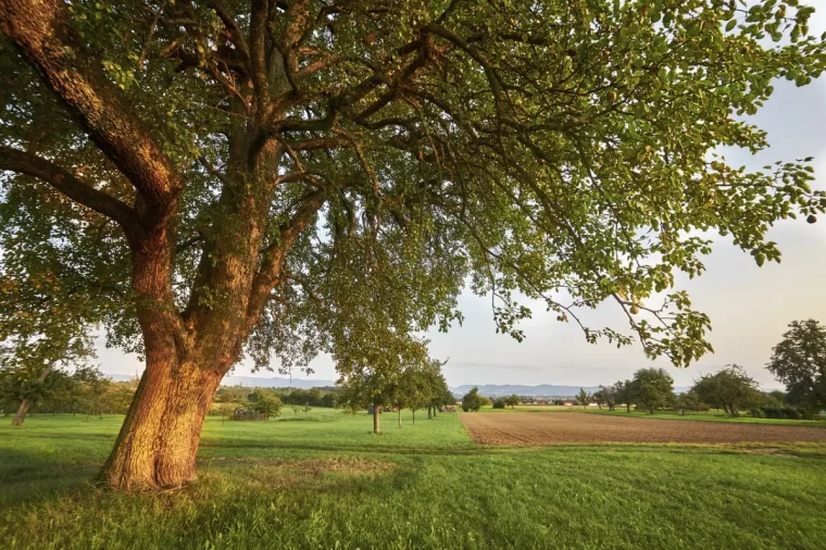 quand et comment fertiliser les arbres fruitiers