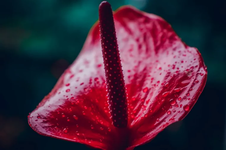 quand et comment fleurit l anthurium guide complet