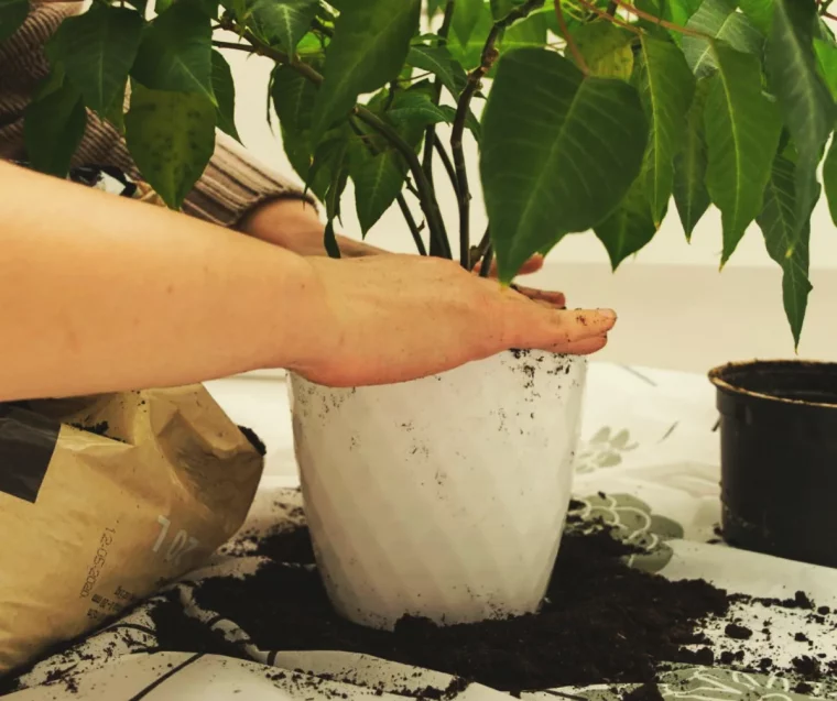 quand et comment rempoter un poinsettia pour qu elle refleurisse