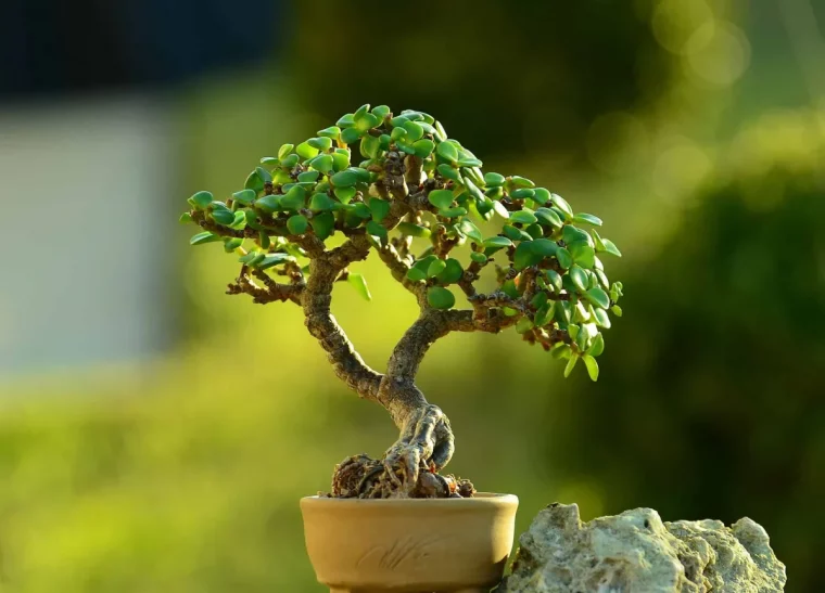quand et comment tailler crassula ovata en bonsai
