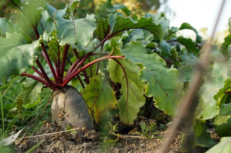 quand recolter les betteraves en automne