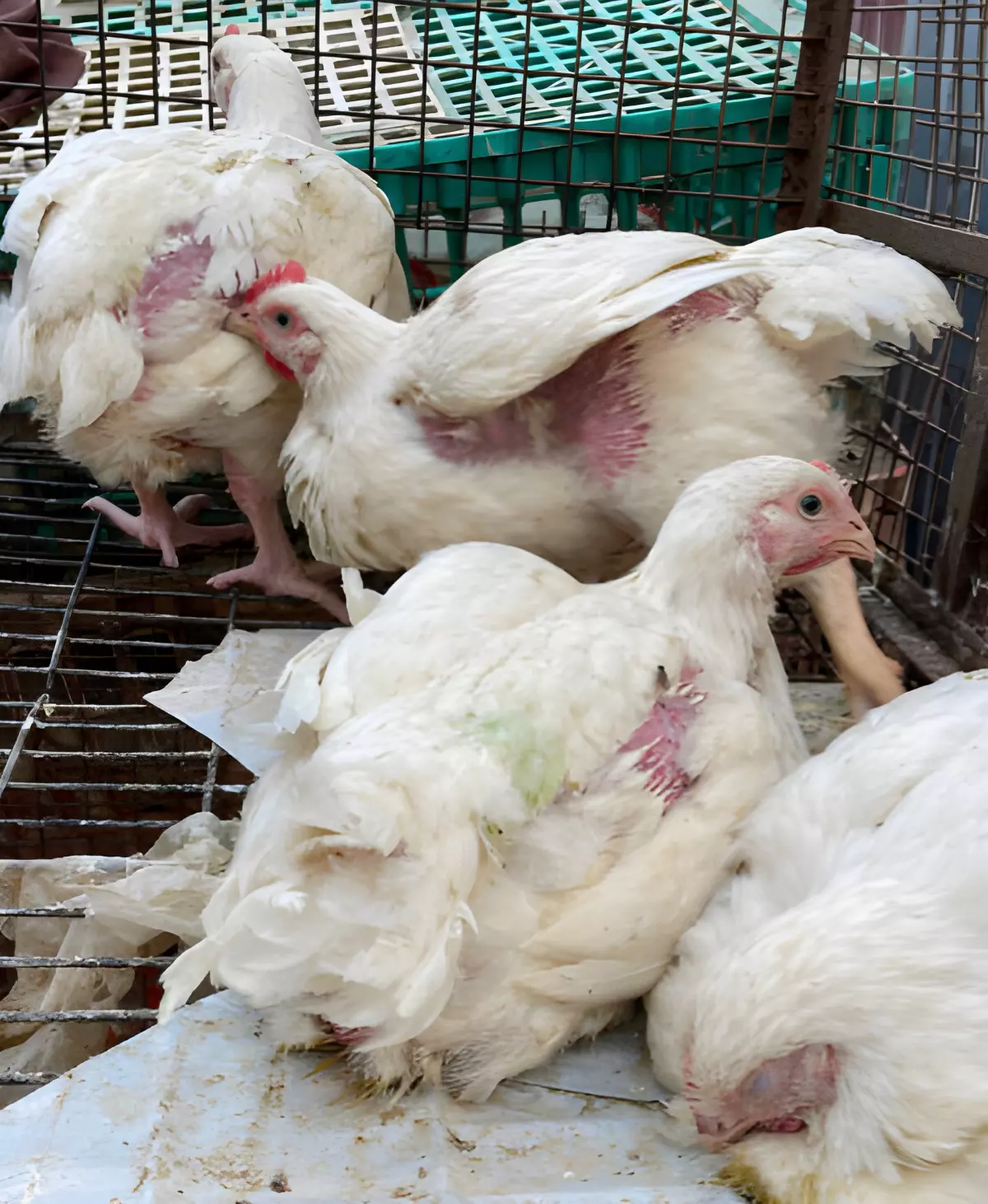 quatre poules blanches qui ont de la peau visible sans plumes