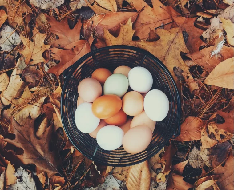 que donner aux poules pour les faire pondre en hiver astuces de grand mère