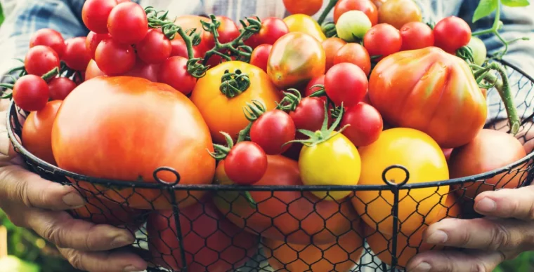 que faire avec beaucoup de tomates en fin saison
