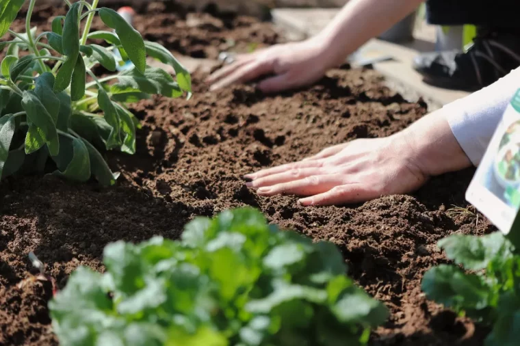 que faut il faire au potager en novembre