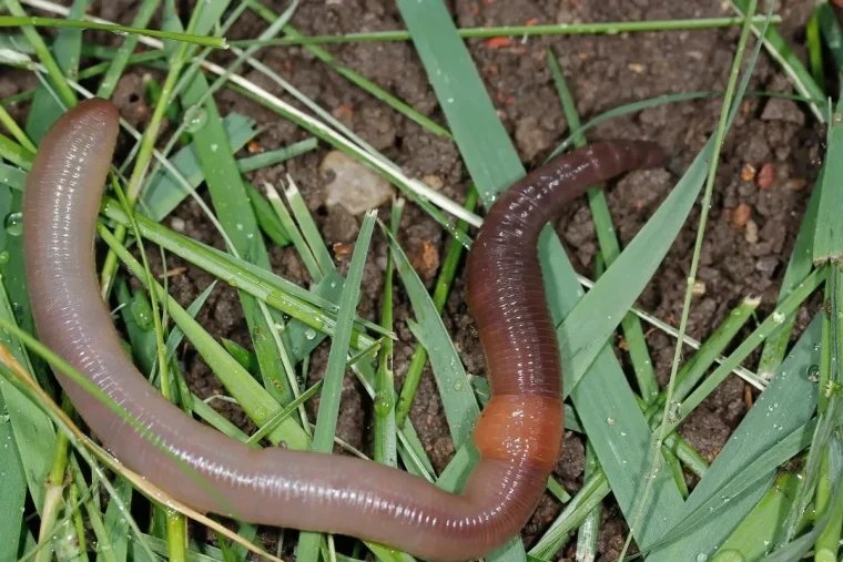 que mange un hérisson en hiver vers danlejardin