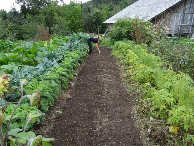 que peut on planter au potager en fin d automne