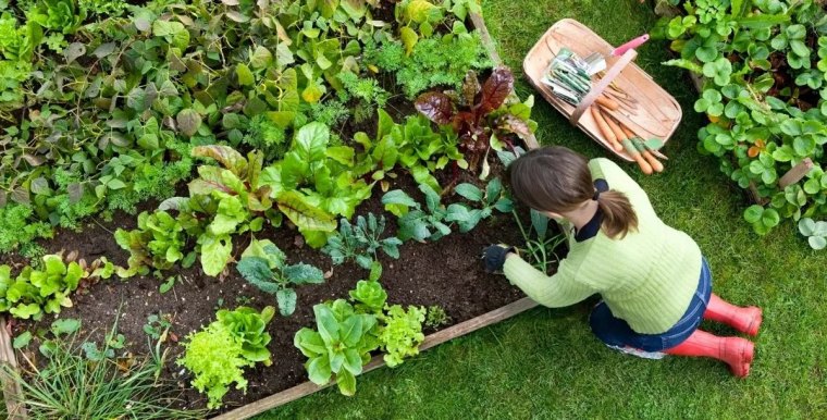 que planter en novembre au potager conseils